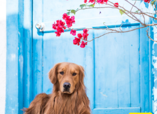 Can Golden Retrievers Be Left Alone at Home? 5 Tips to Know